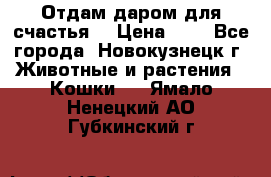 Отдам даром для счастья. › Цена ­ 1 - Все города, Новокузнецк г. Животные и растения » Кошки   . Ямало-Ненецкий АО,Губкинский г.